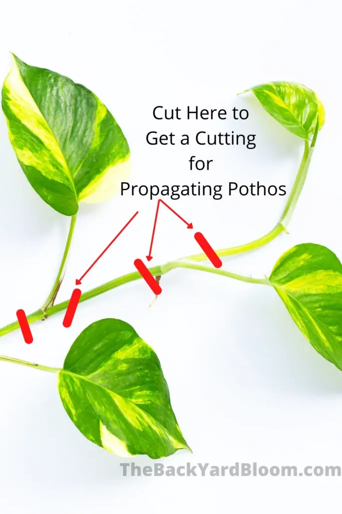 How to cut a pothos to propagate one from cuttings.