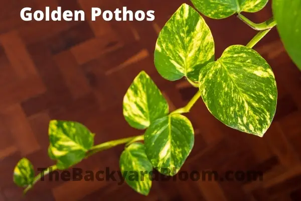 Golden Pothos Vine