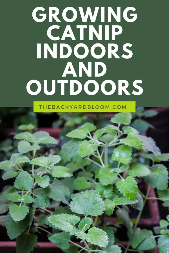 Growing Catnip Indoors and Outdoors