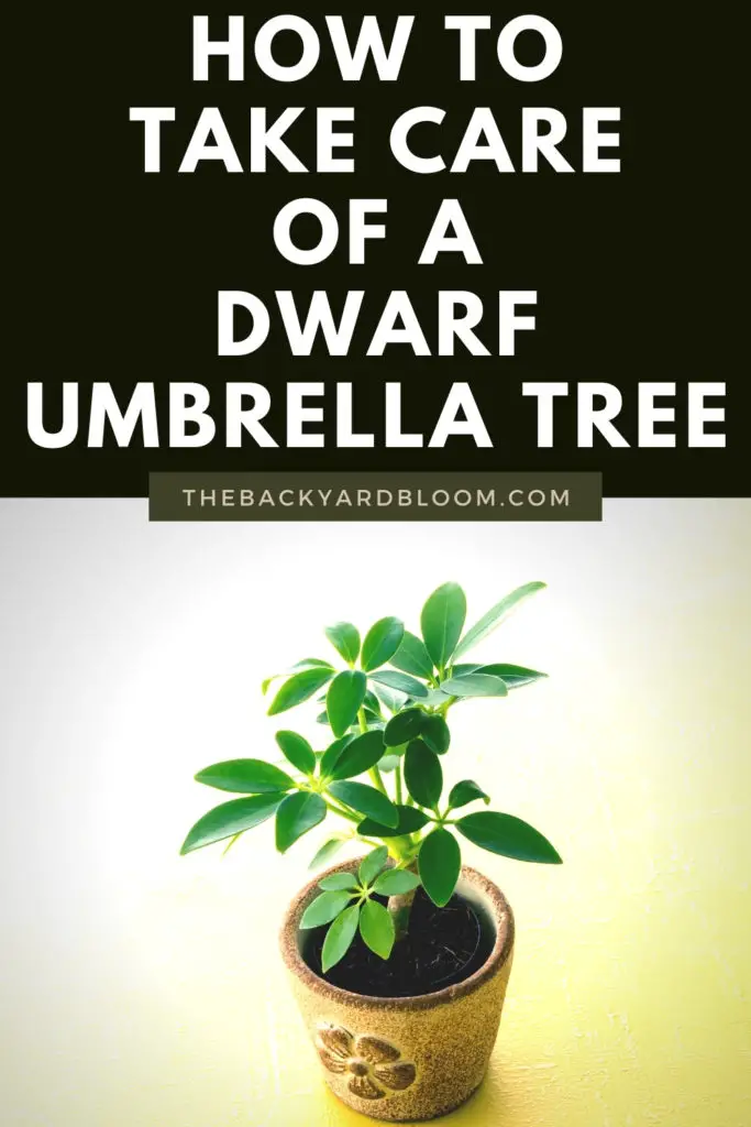 How To Take Care of A Dwarf Umbrella Tree
