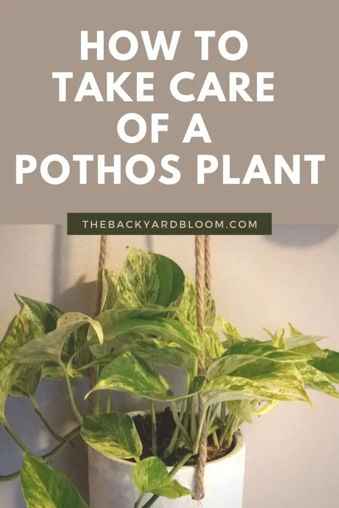 How To Take Care of a Pothos Plant