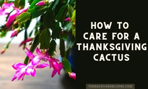 How to Care for a Thanksgiving Cactus