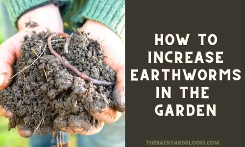 How to Increase Earthworms in the Garden