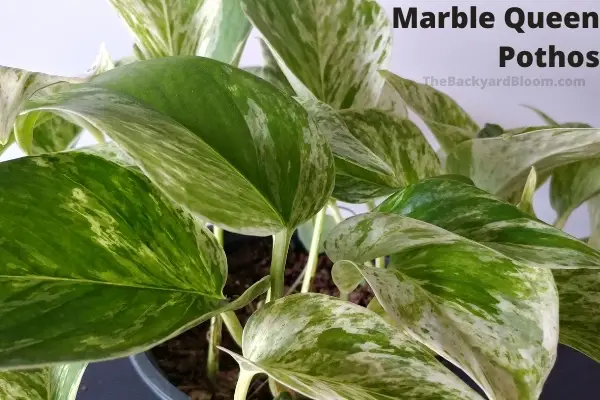 Marble Queen Pothos Plant