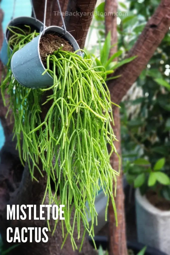 Mistletoe Cactus