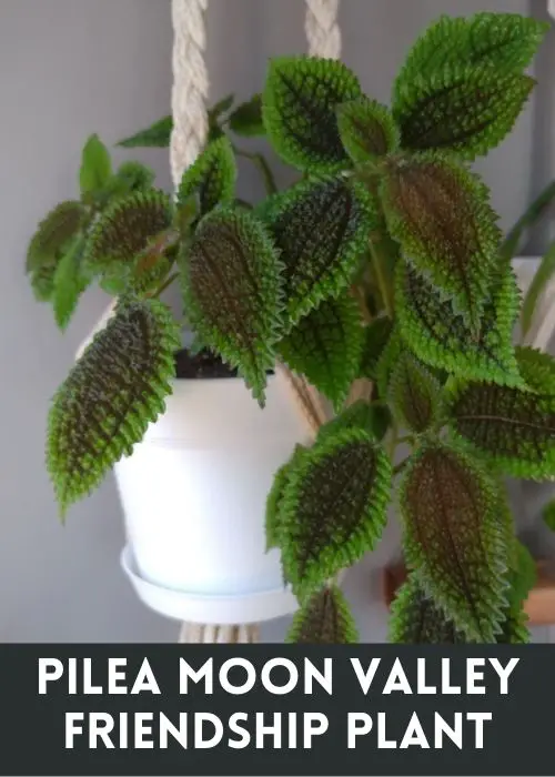 Pilea Moon Valley (Pilea Mollis) in a hanging pot.