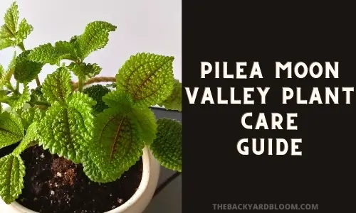 Pilea Moon Valley Plant Care Guide