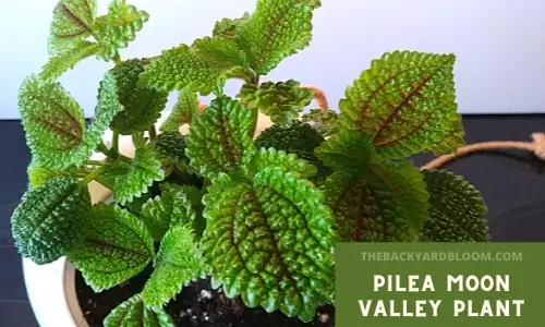 Pilea Moon Valley Plant
