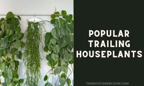 Popular Trailing Houseplants