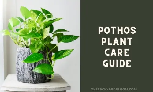 Pothos Plant Care Guide