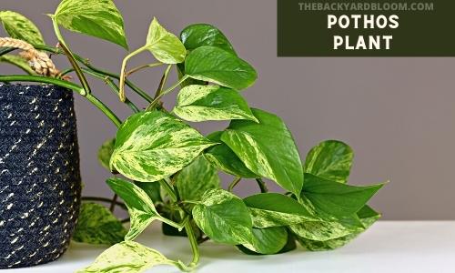 Pothos Plant