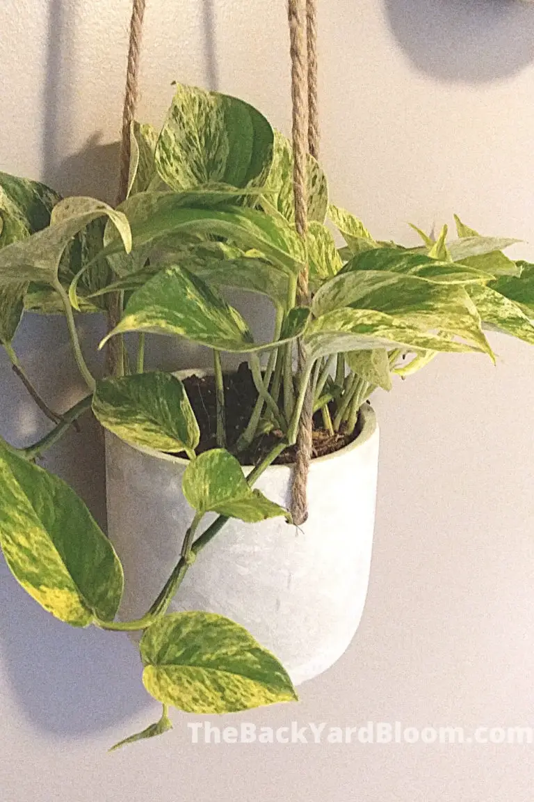 Pothos Care Guide How To Take Care of A Pothos Plant
