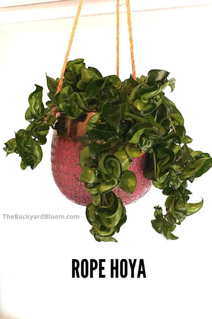 Hoya carnosa 'Compacta' aka Rope Hoya