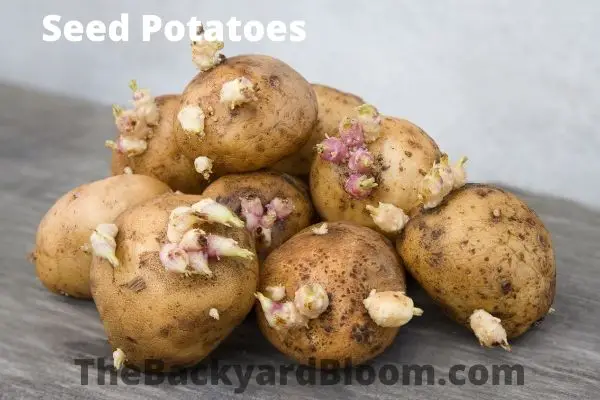 Seed Potatoes for Planting.