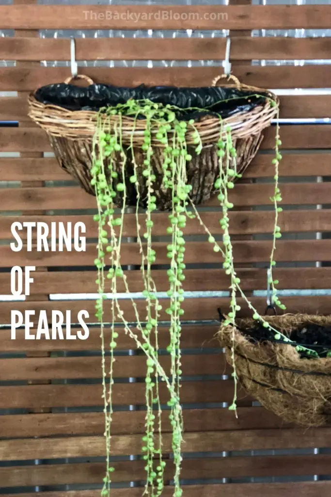 String of Pearls: Trailing Houseplant