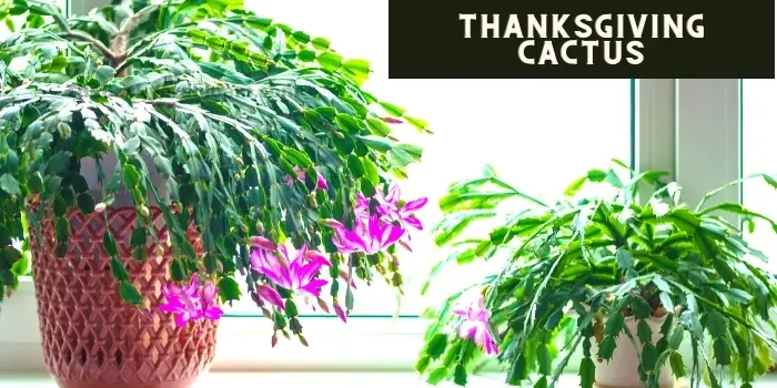 Thanksgiving Cactus in Bloom