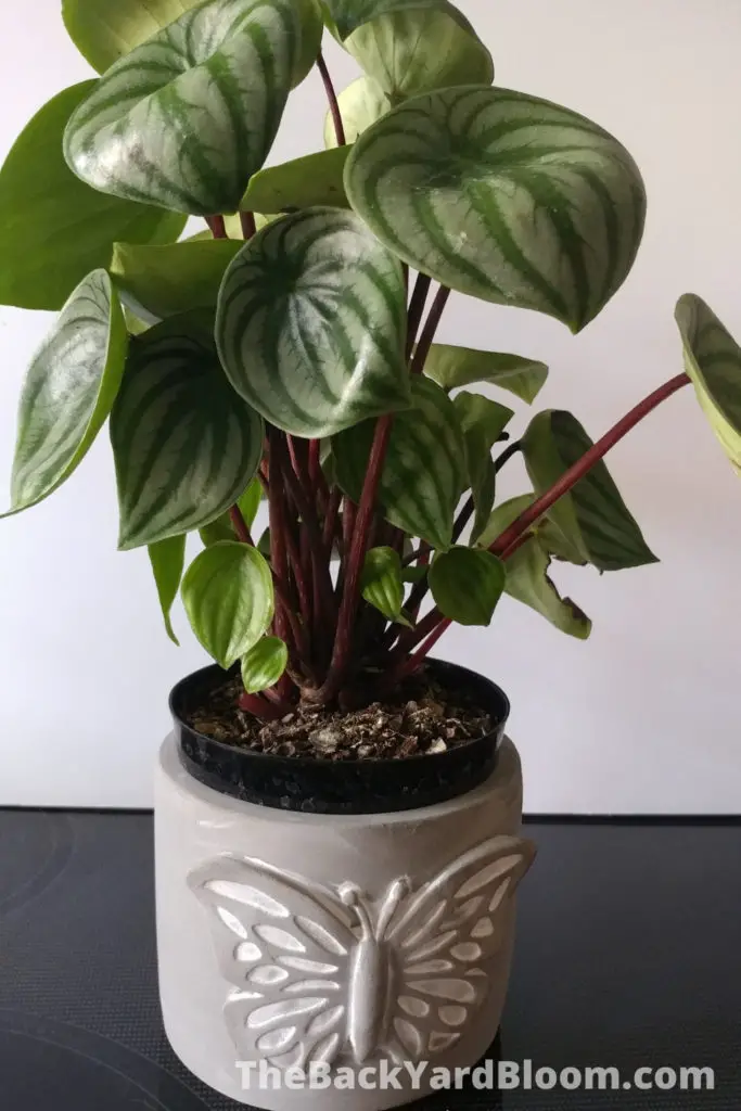 Watermelon Peperomia House Plant - popular indoor plant with leaves that look like a watermelon.