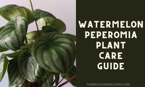 Watermelon Peperomia Plant Care Guide