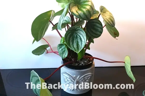 Watermelon Peperomia Plant