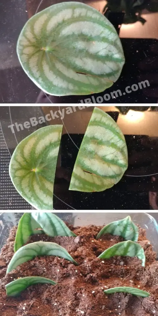 Watermelon Peperomia Propagation with Leaf Halves