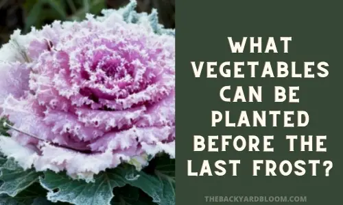 What Vegetables Can Be Planted Before The Last Frost?
