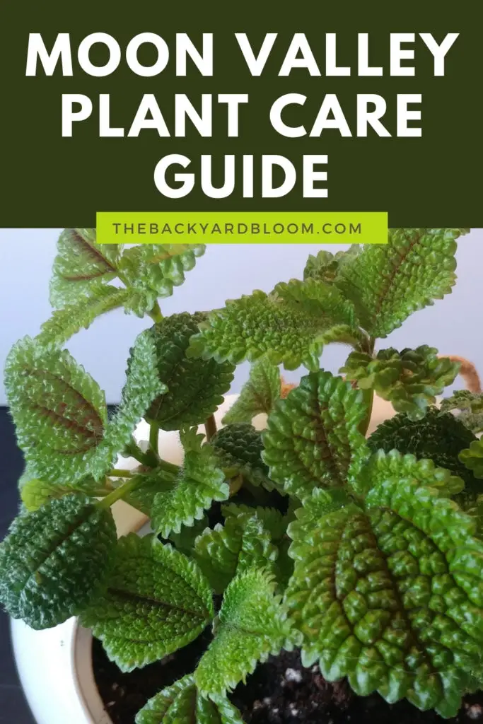 Moon Valley Plant Care Guide. How to take care of a Pilea Moon Valley Friendship Plant. 