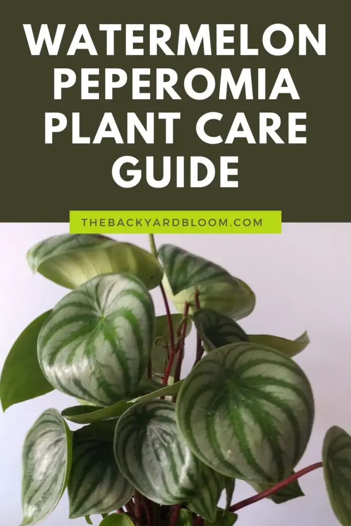 Watermelon Peperomia Plant Care Guide