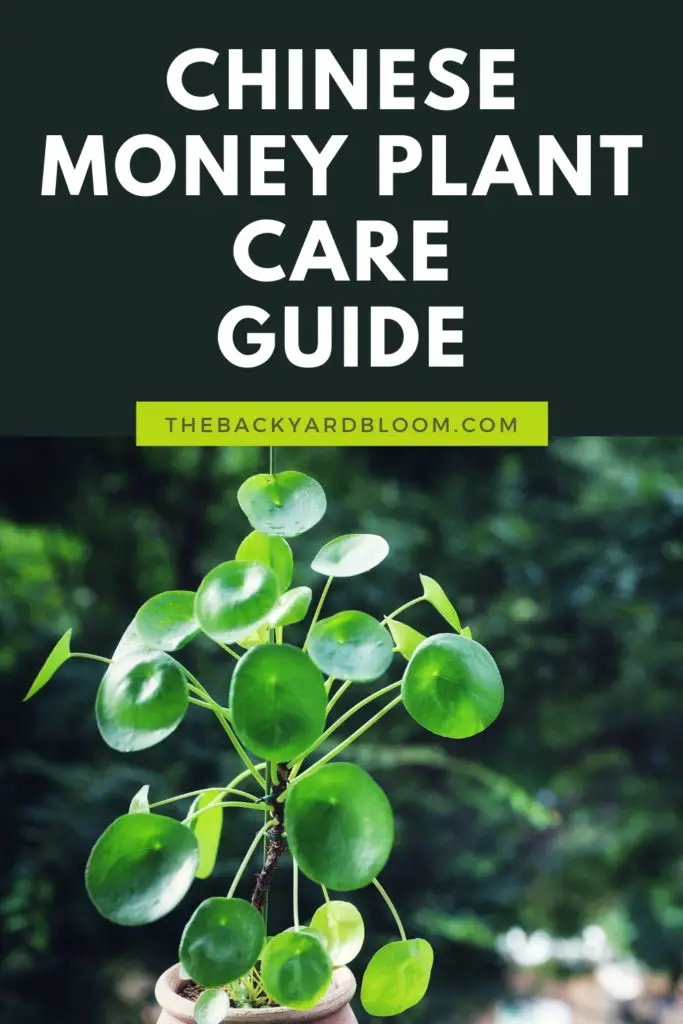 Chinese Money Plant Care Guide