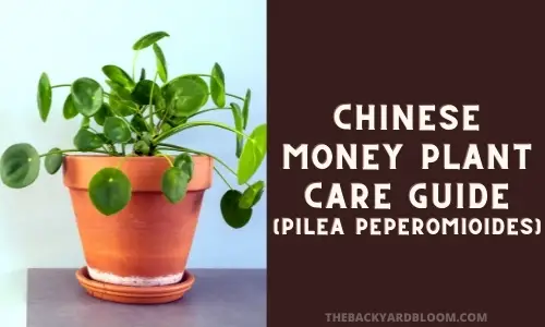 Chinese Money Plant Care Guide