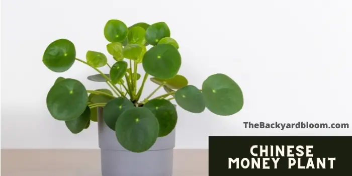 Chinese Money Plant/Pilea Peperomioides