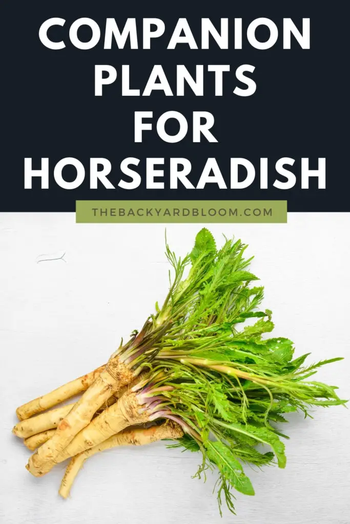 Companion Plants for Horseradish and What not to Plant with Horseradish