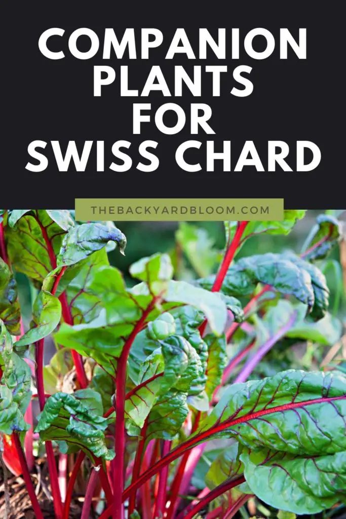 Companion Plants for Swiss Chard and What not to Plant with Swiss Chard