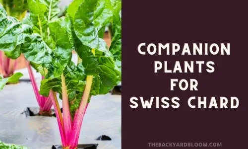 Companion Plants for Swiss Chard