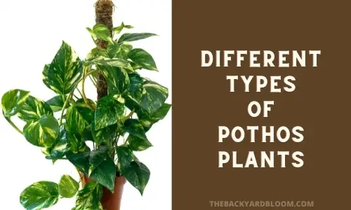 Different Types of Pothos Plants