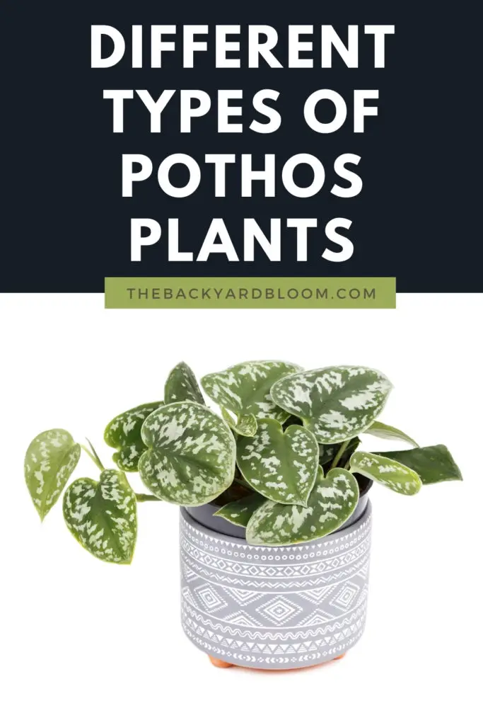 Different Types of Pothos Plants