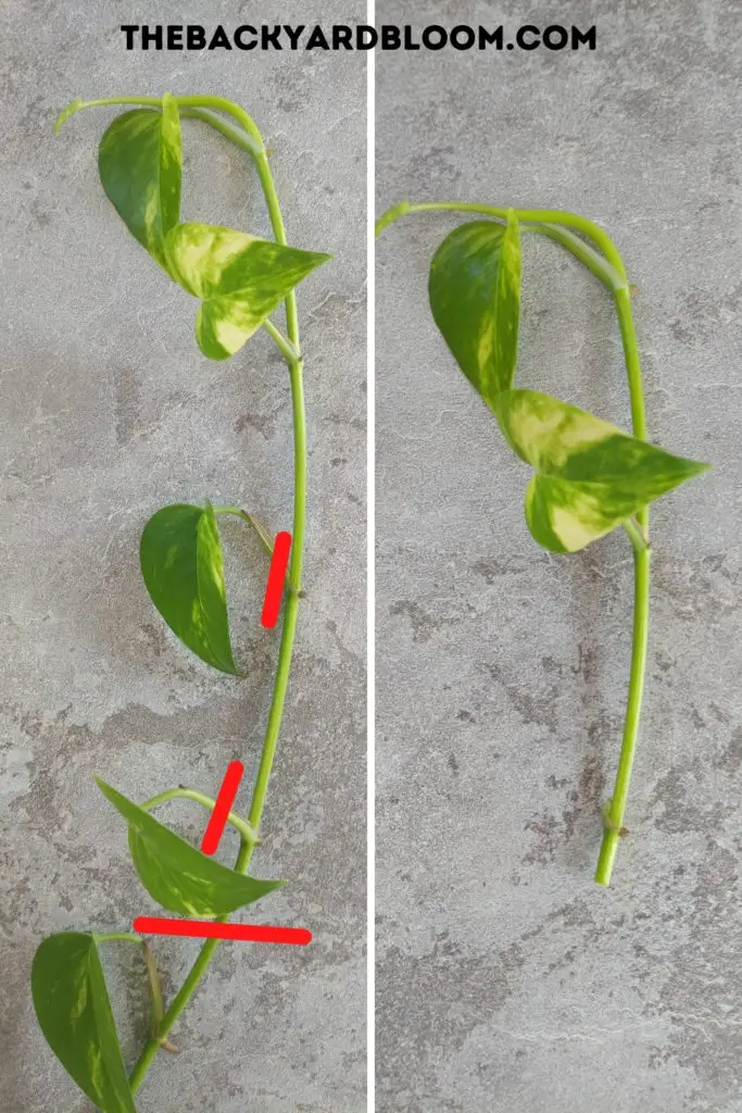 Golden Pothos Cutting - Where to cut pothos cuttings for propagation