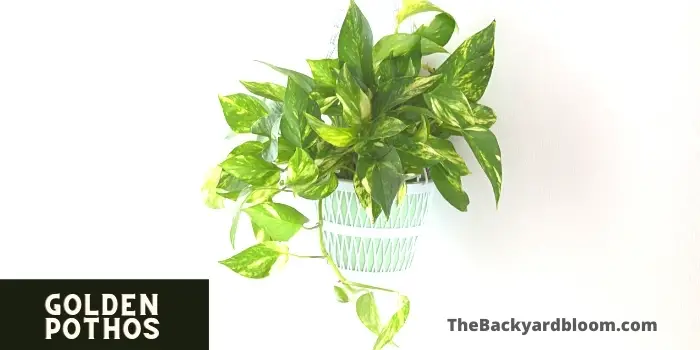 Golden Pothos Plant