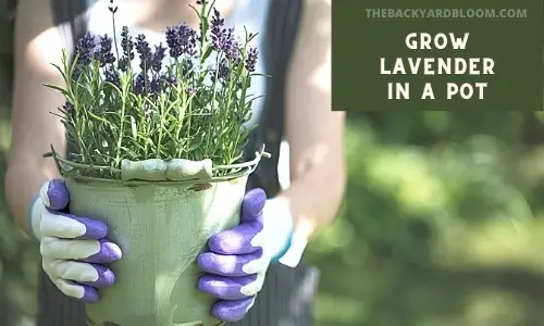 Grow Lavender in a Pot