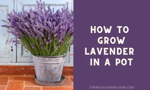 How To Grow Lavender In A Pot