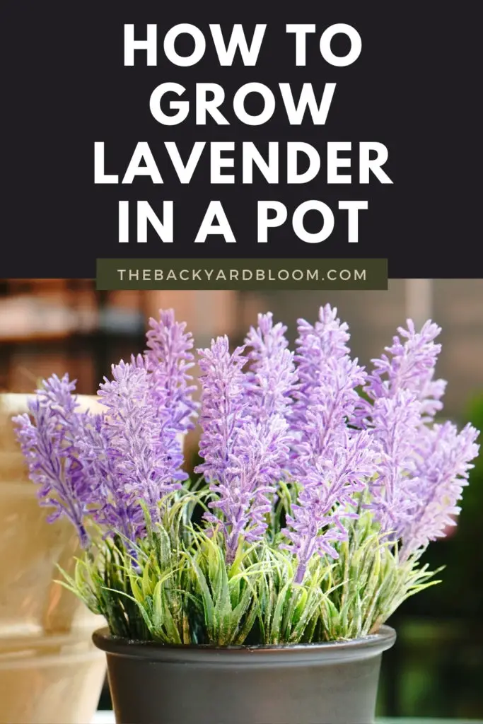 How to Grow Lavender in a Pot