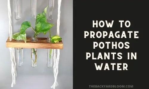 How to Propagate Pothos Plants in Water