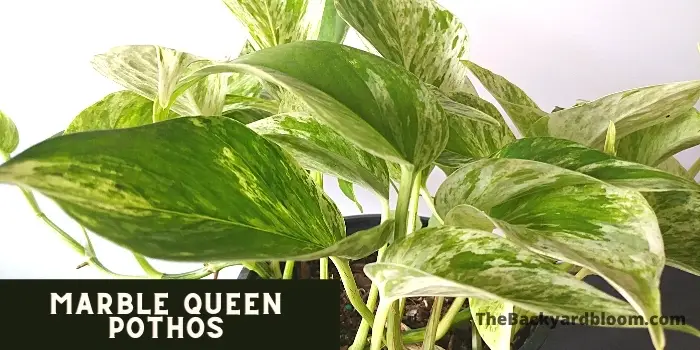 Marble Queen Pothos Plant