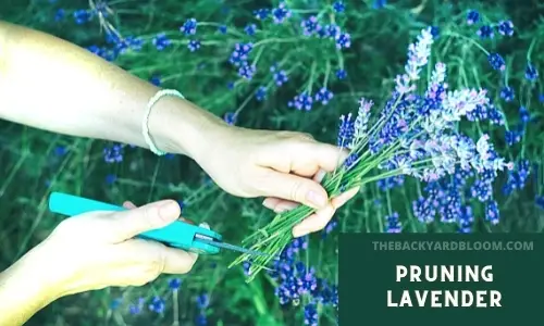 Pruning Lavender