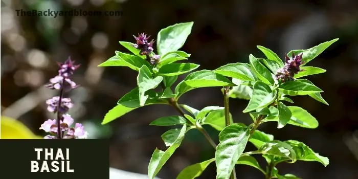Thai Basil Plant