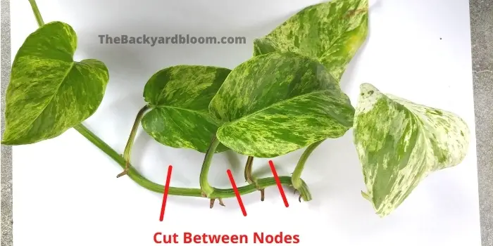 Where to cut a pothos cutting for rooting in water