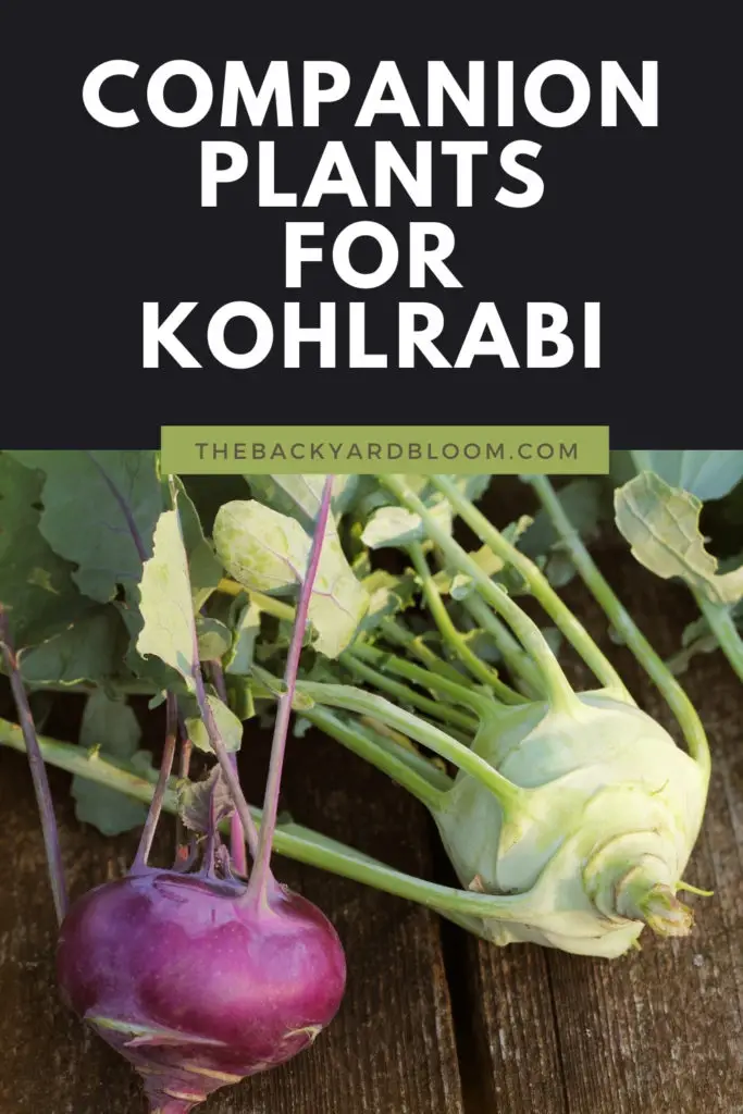 Companion Plants for Kohlrabi