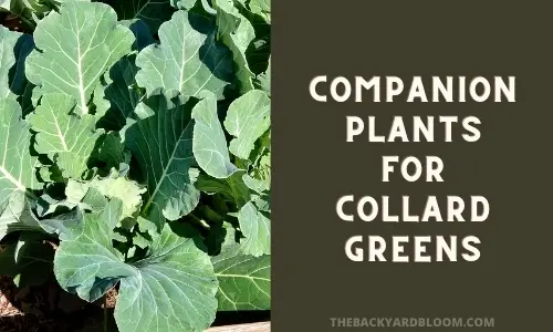 Companion Plants for Collard Greens