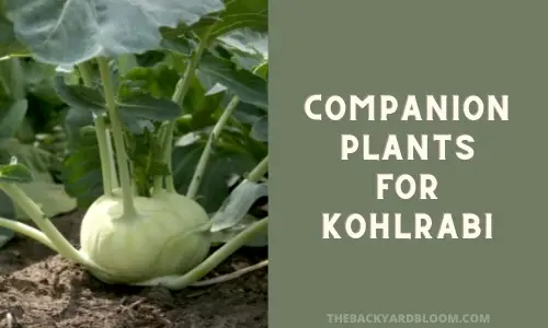 Companion Plants for Kohlrabi