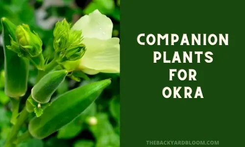 Companion Plants for Okra