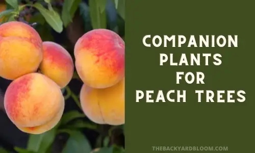 Companion Plants for Peach Trees